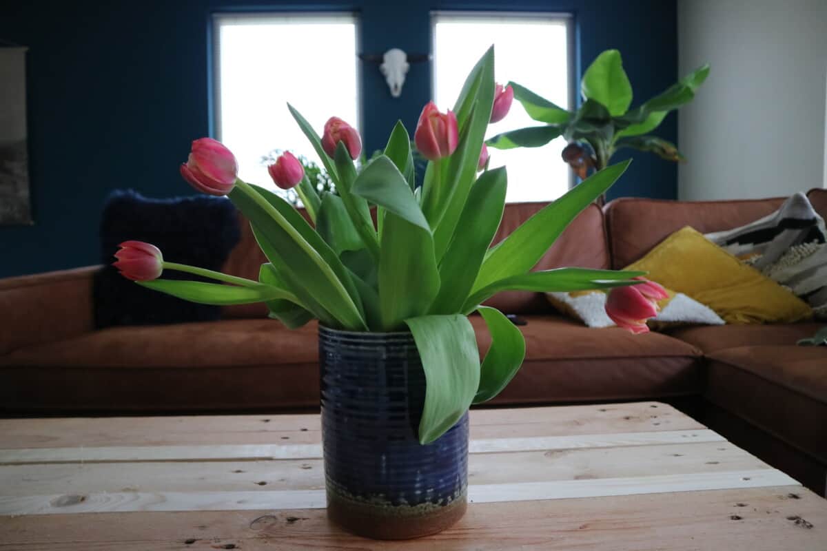Tips for Tulips!