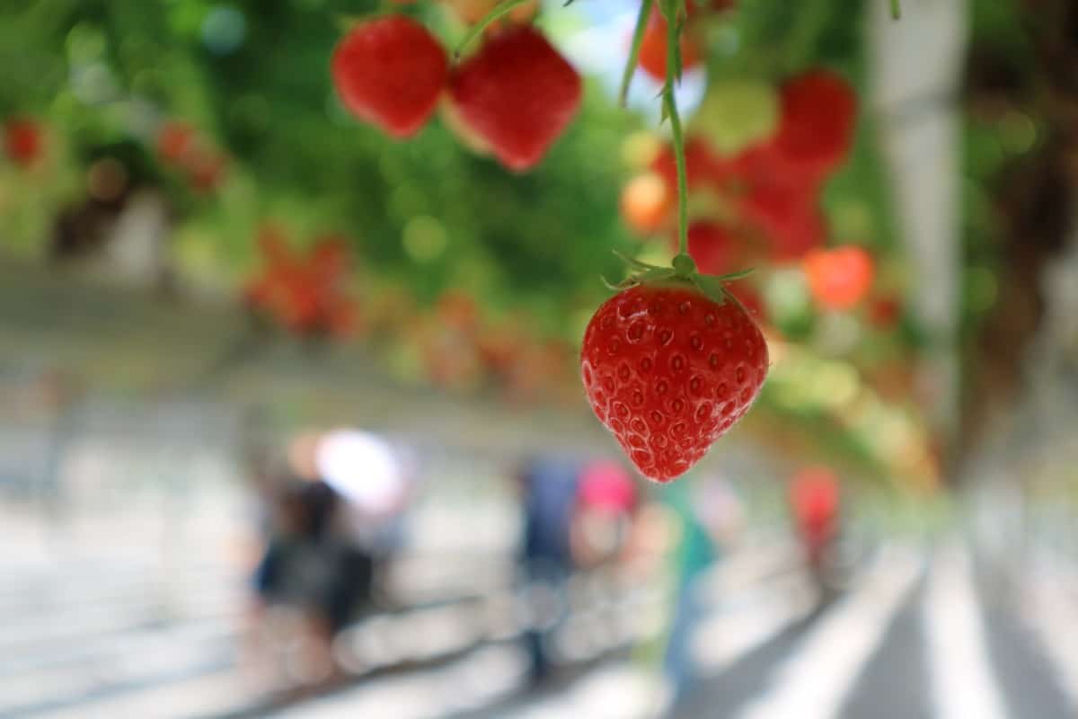 Aardbeien plukken voor jong en oud!