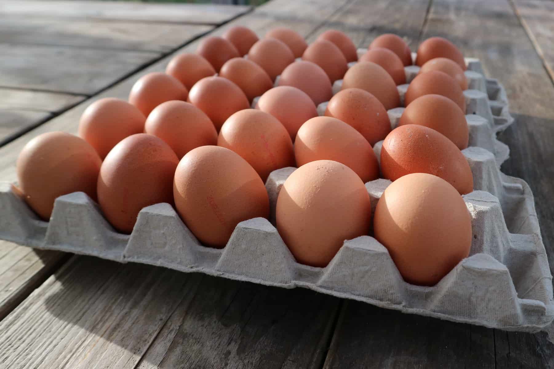 ADOPTIE 2 KIPPEN: 260 eieren (30 cent per ei)