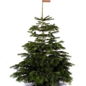 Nordmann Kerstboom - PREMIUM - (125 cm - 150 cm)