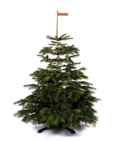 Nordmann Kerstboom - PREMIUM - (125 cm - 150 cm)