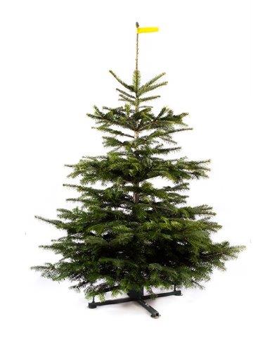 Nordmann Kerstboom - PREMIUM - (150 cm - 175 cm)